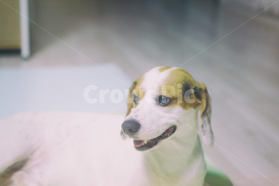 반려동물,강아지,개,비글,동물,애완동물,animal,dog,doggy,companionanimal,pet,beagle,동물,animal,개,강아지,dog,doggy,감성,sensible,feeling