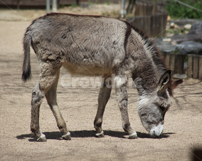 당나귀,동물,포유류,초식동물,donkey,동물,animal,포유류,mammal