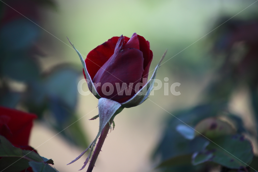 장미,꽃,식물,정원수,rose,식물,자연,plants,nature,꽃,flower