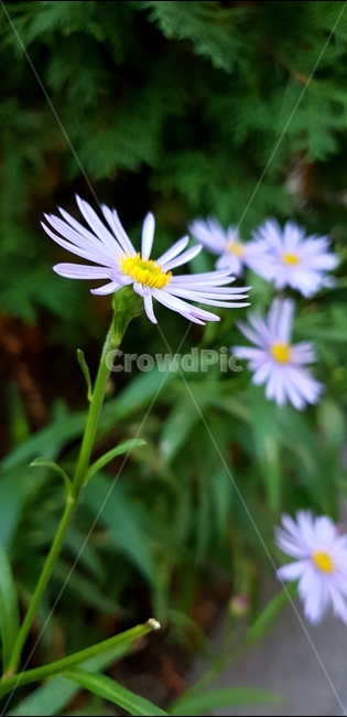 꽃,코스모스,갬성,가을,보라,감성,자연,여름,식물,자연,plants,nature,꽃,flower
