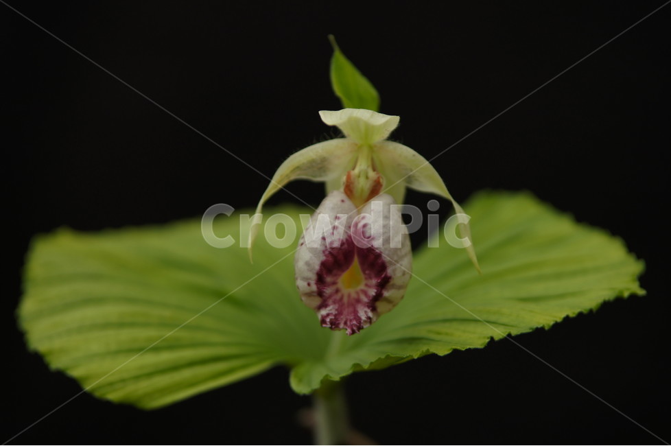 광릉요강꽃,꽃,야생화,식물,자연,식물,자연,plants,nature,꽃,flower