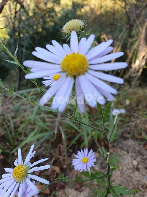 들국화,들꽃,자연,식물,야생화,꽃,식물,자연,plants,nature,꽃,flower