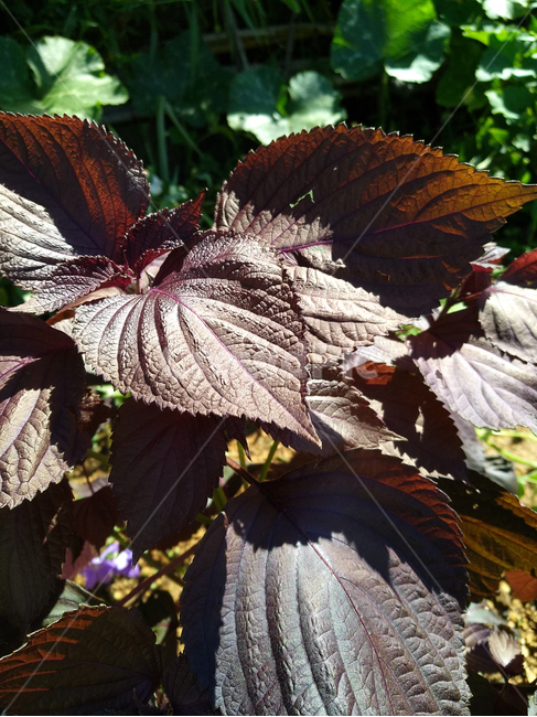 자소옆,약용식물,약용,농작물,약용재배,식물,자연,plants,nature