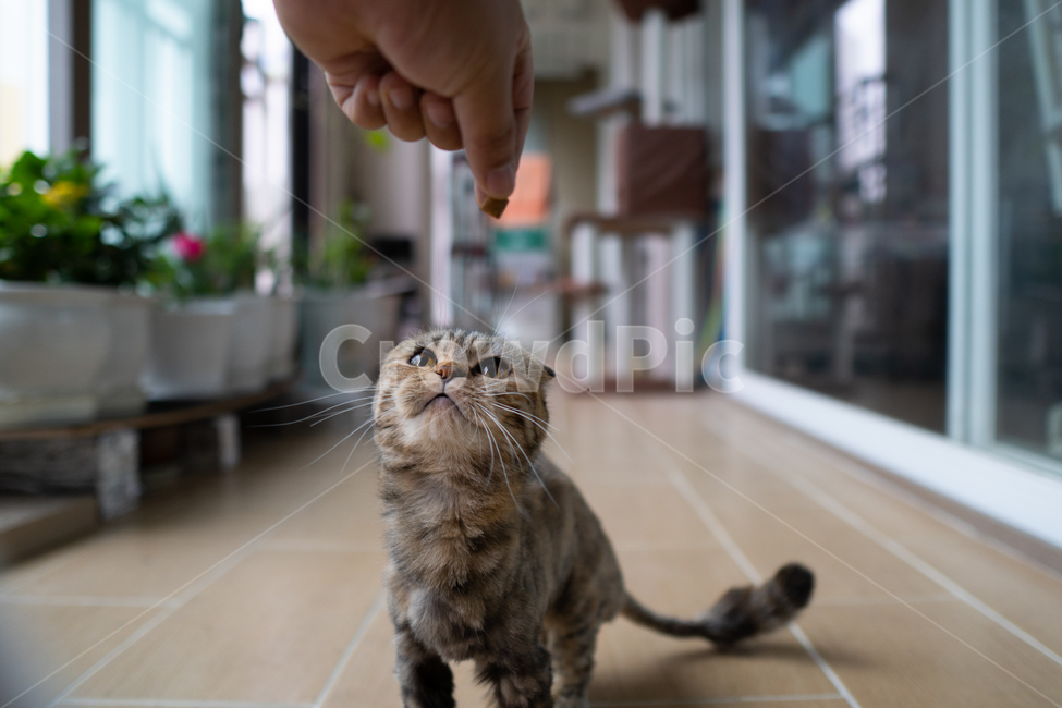 고양이,사료,애완동물,펫,고양이음식,궁금증,동물,animal,포유류,mammal,고양이,cat,kitten,kitty