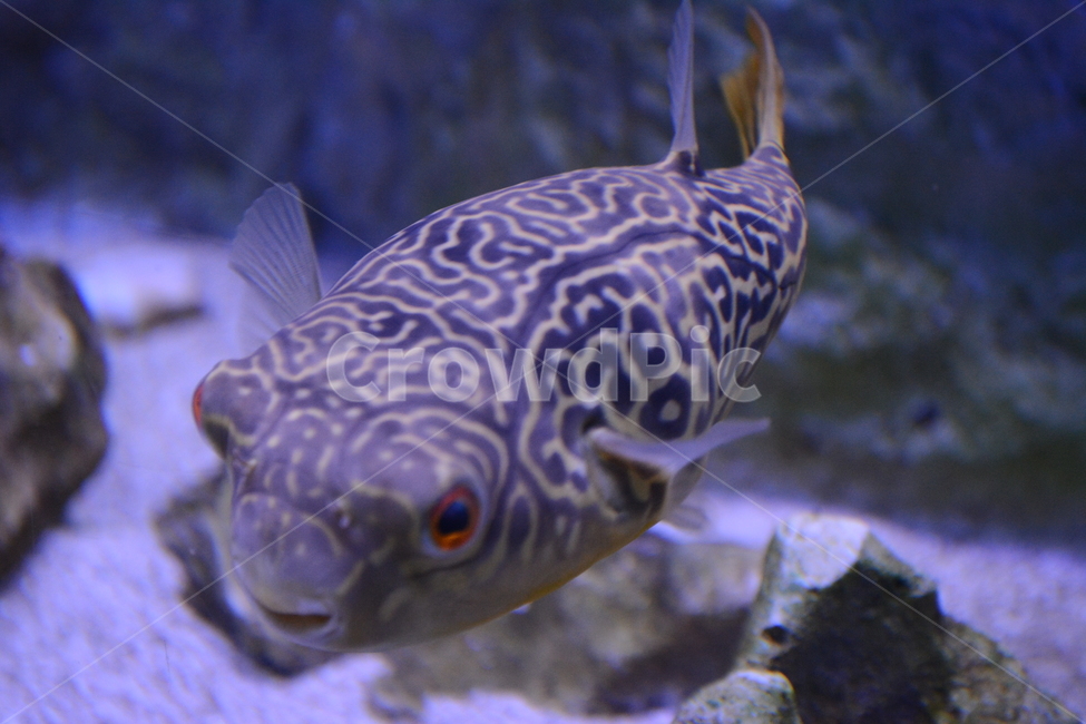 fish,물고기,animal,동물,복어