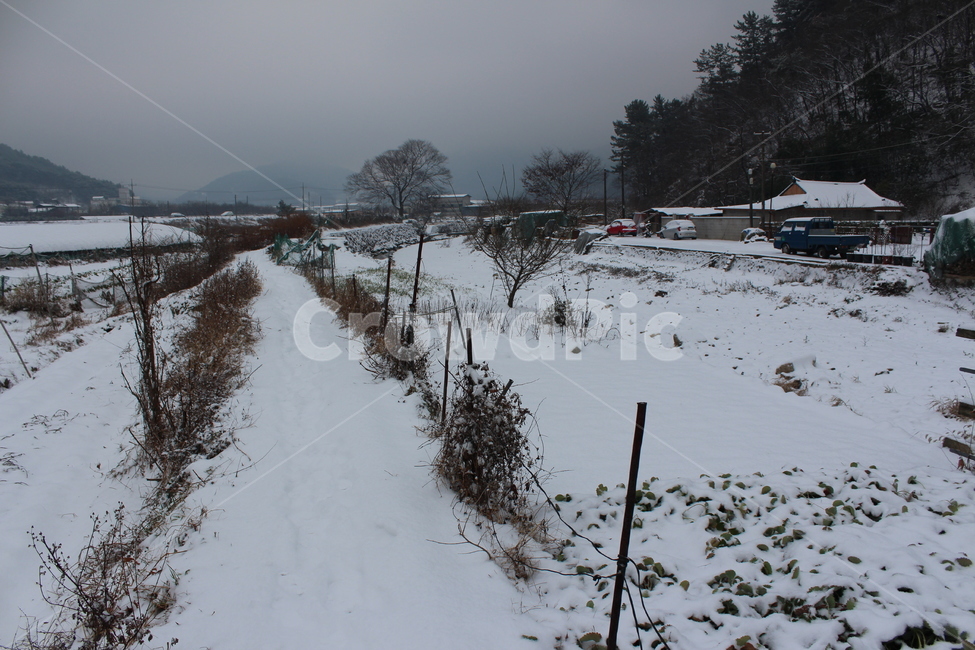 겨울,겨울풍경,눈,분위기,snow,겨울아침,시골풍경,한겨울,snowing,풍경,자연,landscape,계절,색감