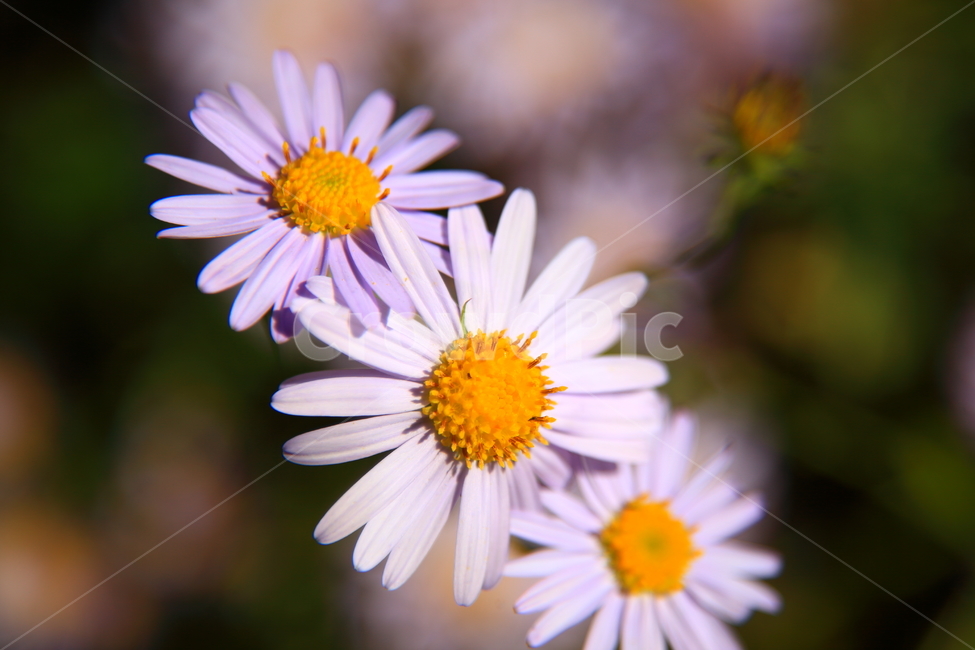 꽃,야생화들국화,자연,가을꽃,야생,들꽃,식물,자연,plants,nature,꽃,flower