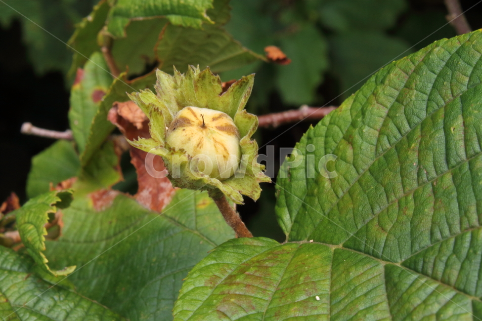 게암,고욤,열매,식물,게암나무,Diospyroslotus,개암,개암나무,깨금,깨곰,식물,자연,plants,nature,과일,열매,fruit