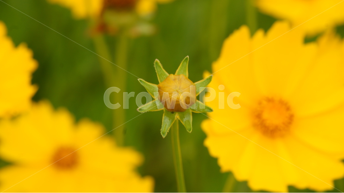 금계국,금계국꽃,꽃,꽃사진,식물,식물,자연,plants,nature,꽃,flower