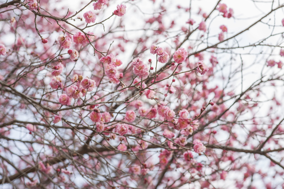 봄,꽃,봄꽃,매화,홍매화,봄,계절,spring,season,식물,자연,plants,nature,꽃,flower,plant,blossom