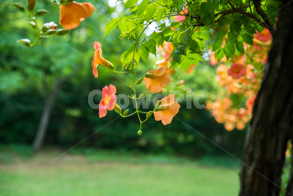 능소화,여름,summer,fflower,꽃,식물,plants,자연,nature,감성