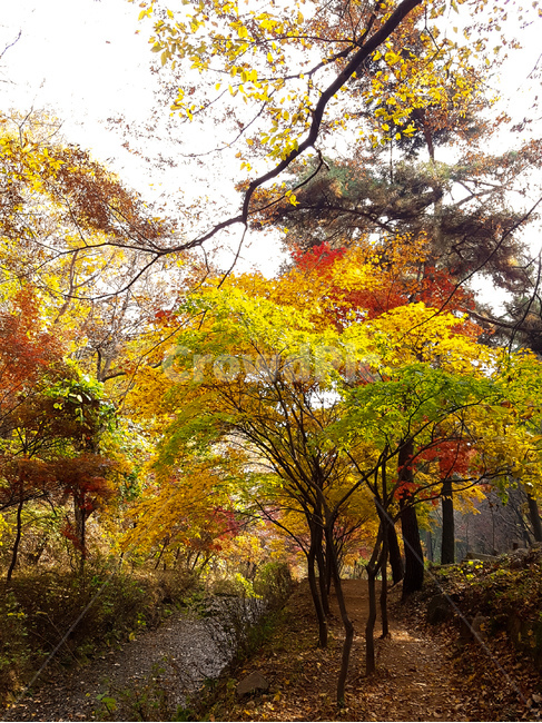 단풍나무,가을,풍경,노랑,나무,가을,계절,fall,autumn,season,자연,풍경,nature,landscape,식물,plants,나무,trees,wood,tree,plant,tree trunk,나무 줄기
