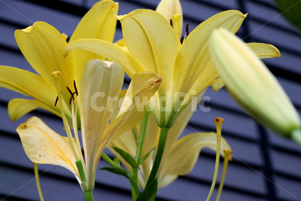 식물,flower,꽃,lily,백합,blossom,beautiful,beauty,bloom,closeup,flore,nature,natural,plant,spring,summer,yellow,yellowflower,아름다운,자연,여름,봄,노란꽃,노란색꽃,식물,자연,plants,nature