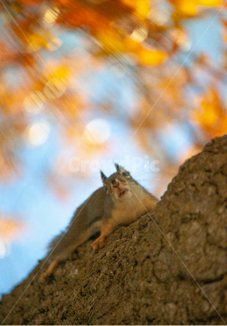 다람쥐,자연,야외,야생동물,wildlifeanimal,nature,outdoor,squirrel,autumn,가을,나무,tree