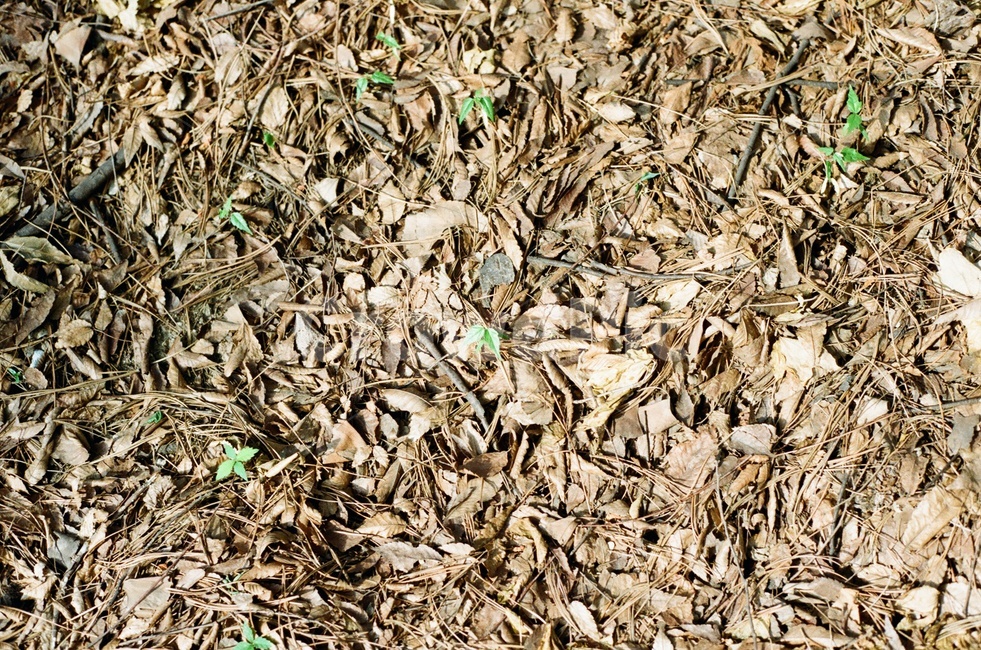 가을,낙엽,새싹,생명,자연,필름사진,fall,atumnleaf,life,nature,sprout,식물,자연,plants,nature