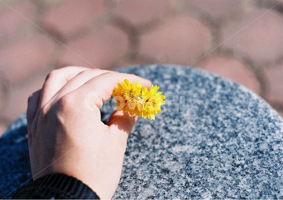 노란꽃,자연,flower,노란색,꽃,꽃,flower,감성,sensible,feeling