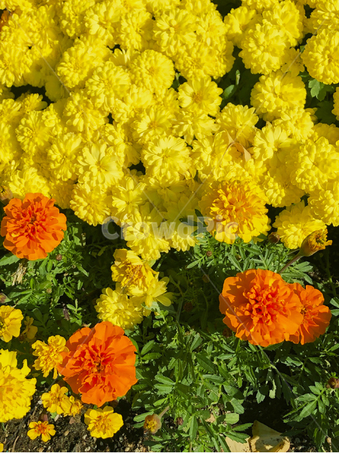 식물,꽃,가을,여름,봄,plant,식물,자연,plants,nature,꽃,flower