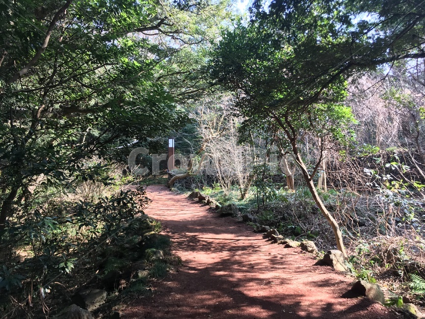 비자림,자연,나무,숲길,forest,숲,tree,nature,outdoors,옥외,흙,제주도,제주,jeju,자연,풍경,nature,landscape