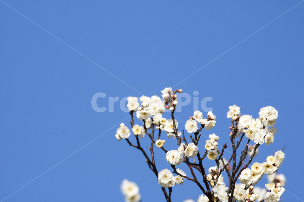 매화,매화꽃,매화나무,봄,봄꽃,꽃,하늘,맑은하늘,푸른하늘,봄,계절,spring,season,식물,자연,plants,nature,꽃,flower,plant