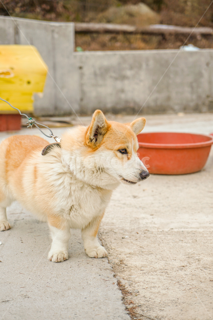 코기,웰시코기,개,강아지,숏다리,댕댕이,동물,animal,포유류,mammal,개,강아지,dog,doggy