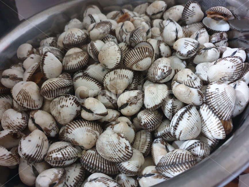 조개,해양생물,꼬막,무척추동물,바다,수산물,해산물,fishery products,seafood