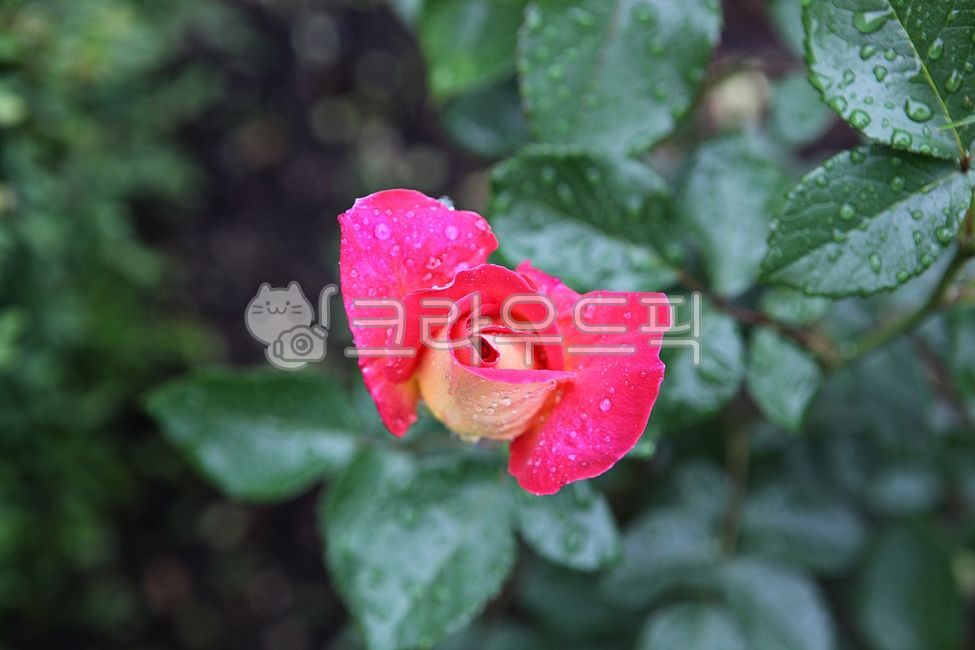 잔미,장미꽃,꽃,봄꽃,꽃잎,잎,봄,식물,자연,공원,개화