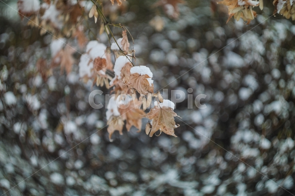 겨울,눈,풍경,자연,눈오는날,캐논80d,겨울,계절,winter,season,감성,sensible,feeling