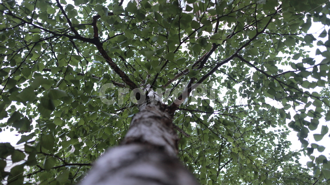 나무,자연,풀,아웃포커스,구도,나무,trees,wood