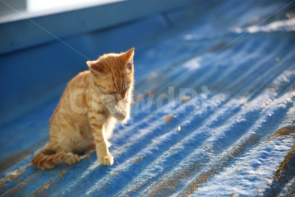 동물,고양이,cat,양이,냥이,풍경,사진,photo,animal,동물,animal,고양이,cat,kitten,kitty,포유류,mammal