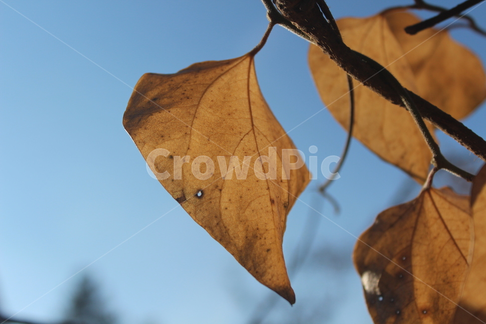 leaf,잎,plant,식물,yellow