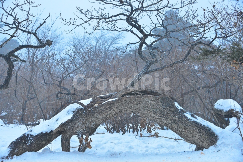 plant,식물,tree,나무,outdoors,옥외,nature,자연,storm,폭풍,blizzard,눈보라,winter,겨울,snow,눈,강원도,태백산,태백산설경,계절,태백산고사목