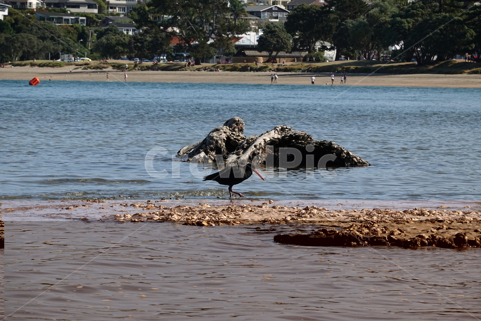 새,bird,동물,animal,뉴질랜드,바닷가,newzealand,해외,바다