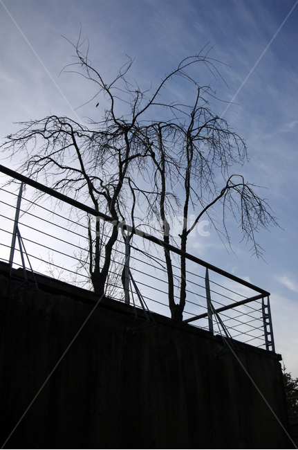 겨울,나무,식물,plant,역광,하늘,구름,자연,풍경,nature,landscape,banister,난간,handrail,railing