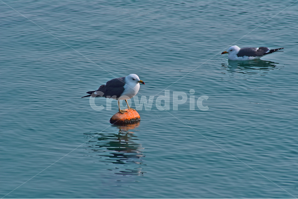 갈매기,새,seagull,동물,animal,조류,바다,sea,배경,바탕,백그라운드,bird,물,water,outdoors,옥외,nature,자연,동물,animal,조류,새,birds