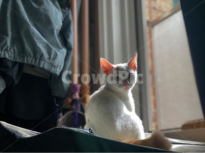 고양이,반려묘,터키시앙고라,도메스틱화이트,개냥이,동물,animal,포유류,mammal,고양이,cat,kitten,kitty
