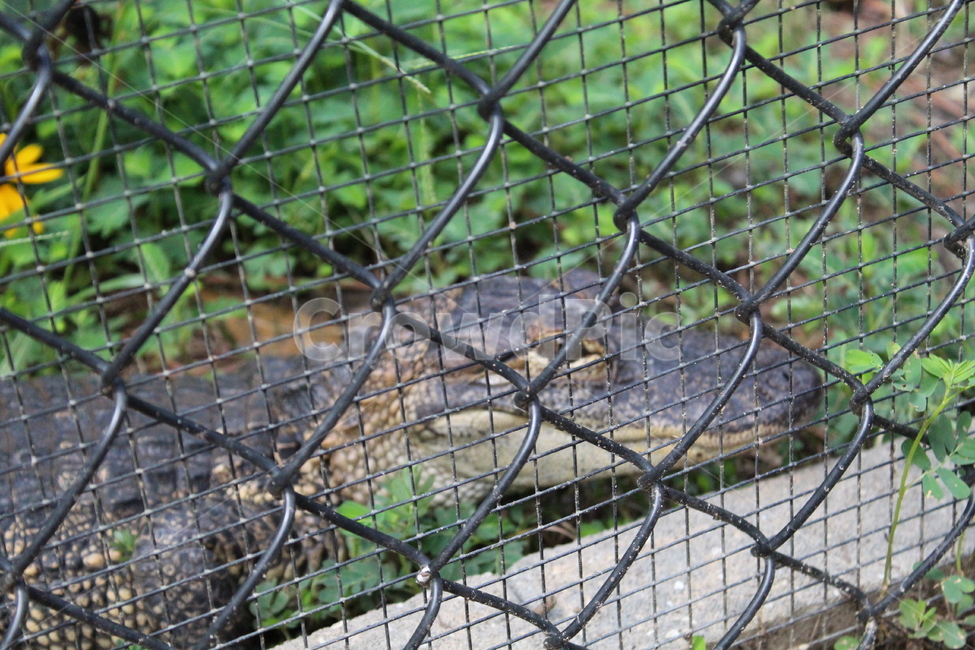악어,파충류,양서류,동물,crocodile,동물,animal,파충류,양서류,reptile,amphibian