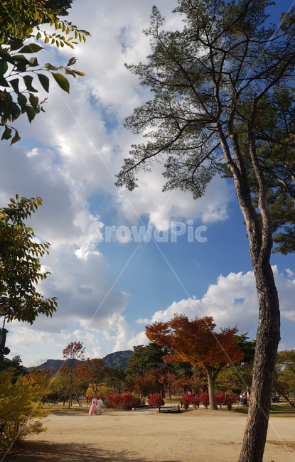 전통,traditional,궁궐,palace,서울,seoul,가을,autumn,구름,cloud,나무,tree,식물,plant