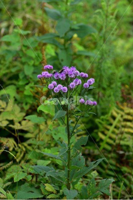 각시취,야생화,식물,자연,꽃,생태,힐링,플라워,wildflower,flower,plants,nature,season,감성,느낌,emotion,feeling,여름,초롱꽃목,국화과,취나물속,식물,자연,plants,nature,꽃,flower