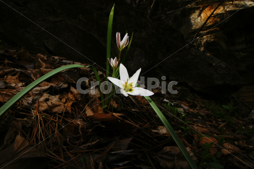 산자고,야생화,봄,꽃,산책,식물,자연,plants,nature,꽃,flower