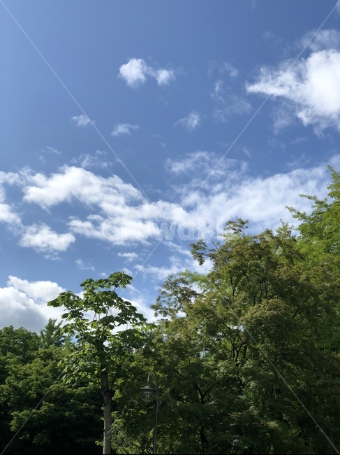 하늘,푸른하늘,나무,파란,sky