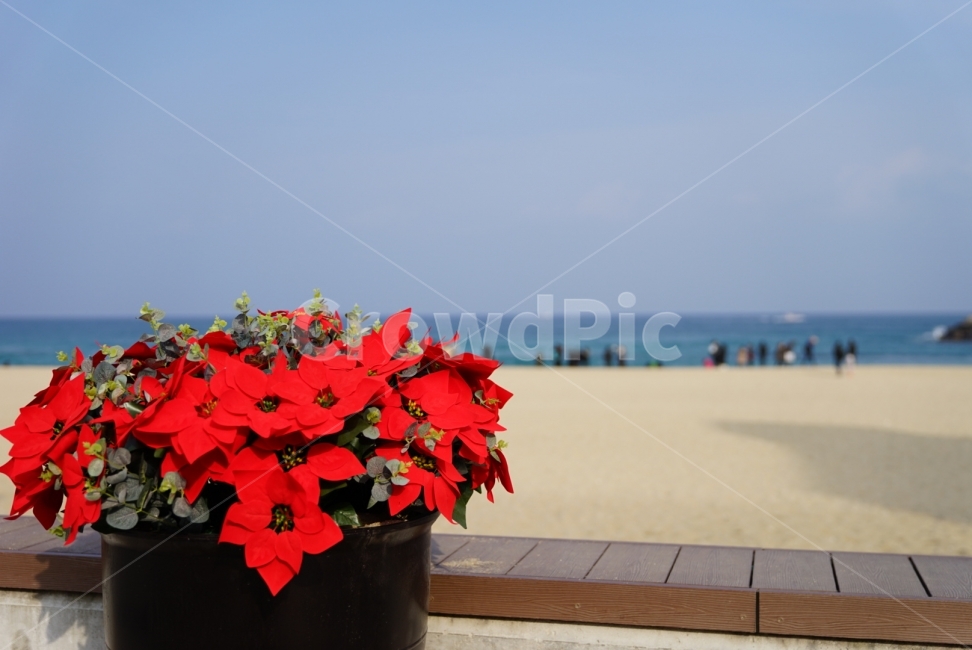 강릉,안목해변,커피거리,바닷가,풍경,해변,바다,beach,sea,식물,자연,plants,nature,꽃,flower
