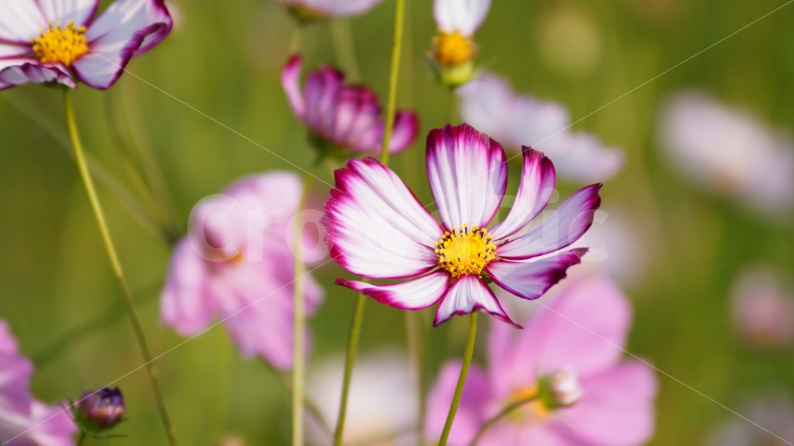 코스모스,가을,꽃,꽃사진,식물,가을,계절,fall,autumn,season,식물,자연,plants,nature,꽃,flower,plant,geranium,제라늄,blossom