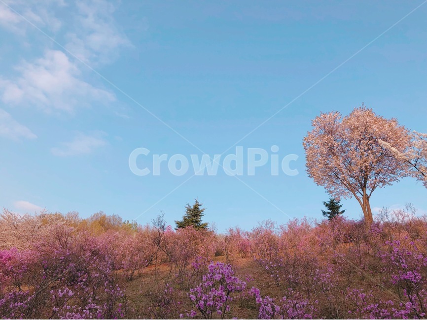 봄,봄풍경,봄꽃,풍경,자연,공원,하늘,맑음,구름,봄날,봄,계절,spring,season,자연,풍경,nature,landscape,plant,식물
