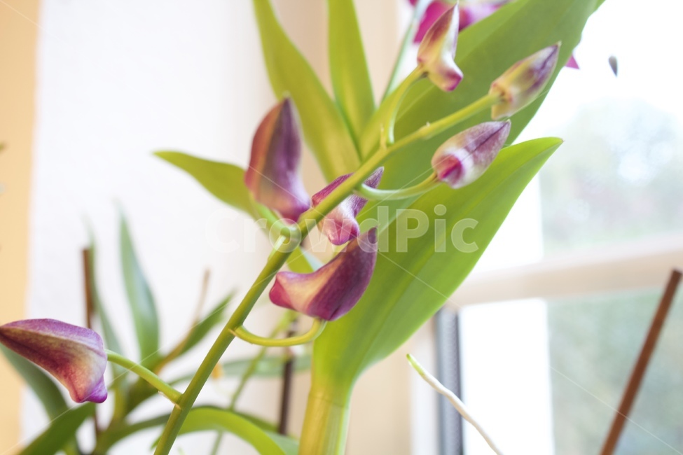 plant,식물,flower,blossom,꽃,식물,자연,plants,nature,꽃,flower