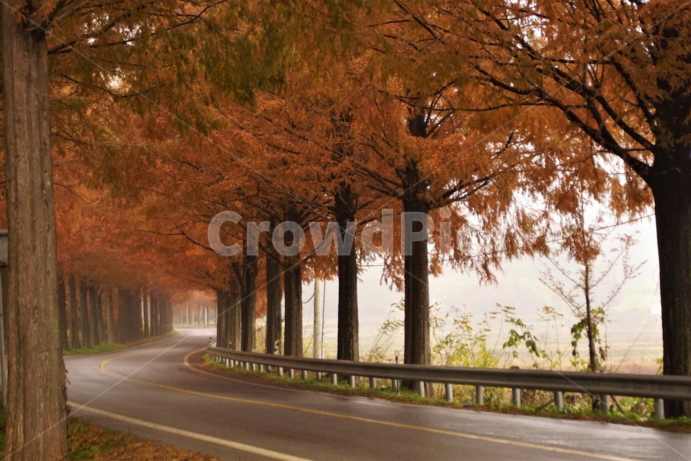 가을,메타세콰이어길,단풍,자연,나무,식물,오렌지색,길,가로수,안개,nature,autumn,fall,trees,자연풍경,한국자연풍경,orangecolor,감성,emotion,plant,maple,가을,계절,fall,autumn,season,자연,풍경,nature,landscape,road,도로
