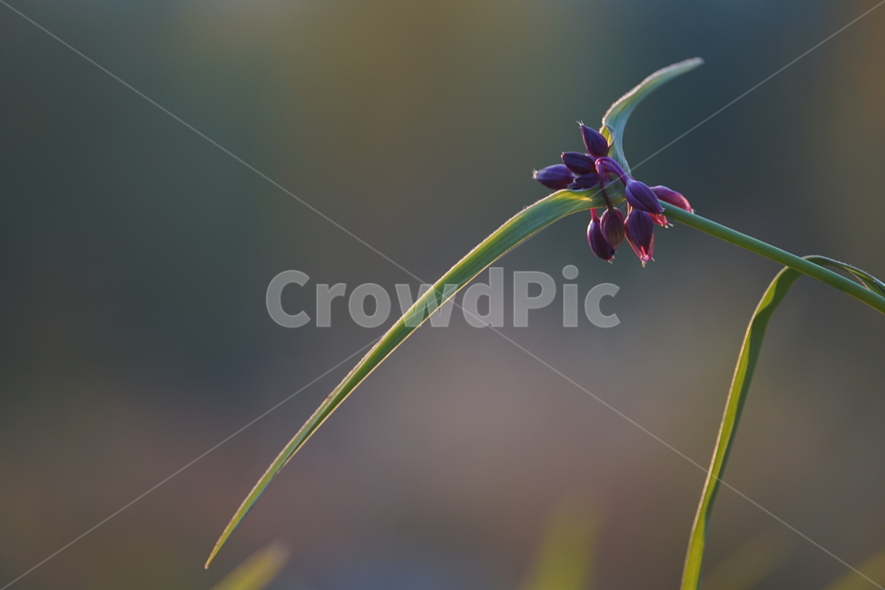 plant,식물,flower,꽃,달개비,닭의장풀,식물,자연,plants,nature