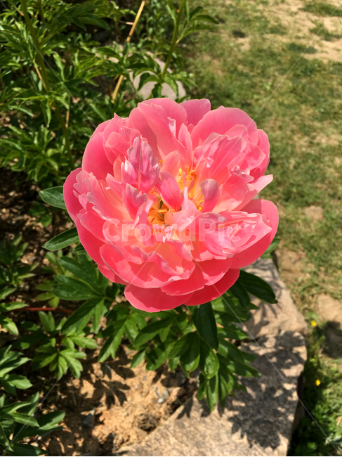 꽃,flower,식물,plant,분홍,자연,pink,식물,자연,plants,nature,꽃,flower