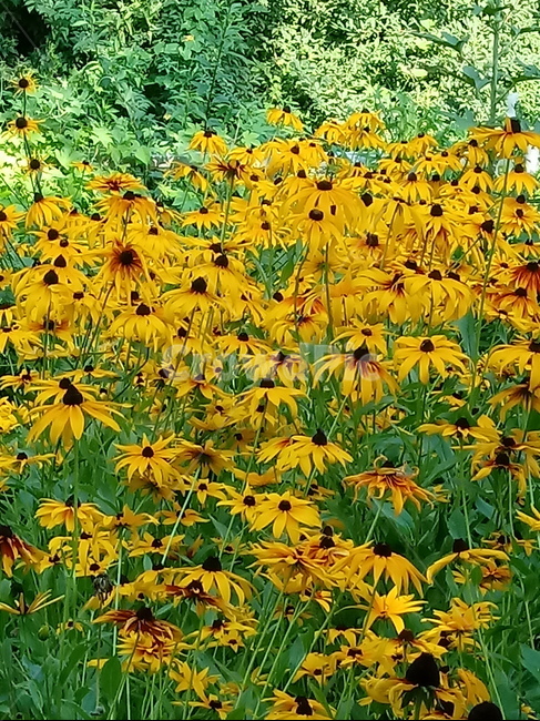 루드베키아,coneflower,노란색꽃,식물,천인국