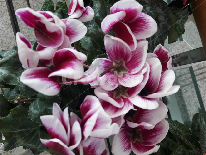 시클라멘,cyclamen,flower,꽃,plant,식물,blossom,구근초,식물,자연,plants,nature,꽃,flower