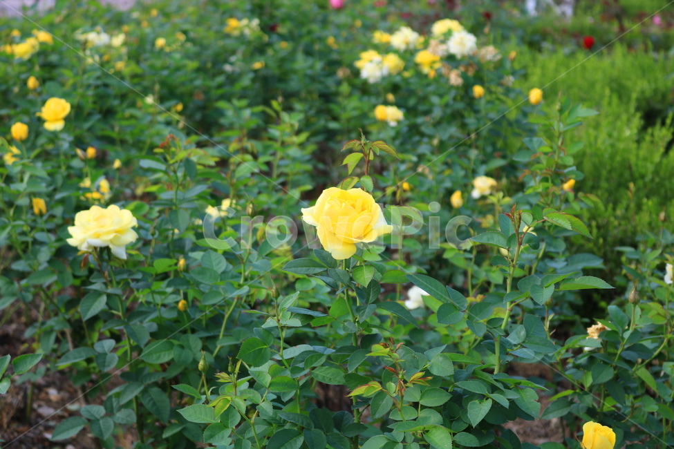 장미,장미꽃,꽃,식물,자연,란도라,노란장미,원예,관상용,식물,자연,plants,nature,꽃,flower